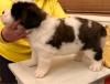 Puppies for sale Portugal, Faro Other breed, SAINT BERNARD