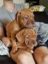 Puppies for sale Germany, Frankfurt Other breed, DOGUE DE BORDEAUX