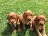 Puppies for sale Sweden, Sundsvall Other breed, COCKAPOO