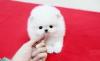 Puppies for sale Belgium, Gant Pomeranian Spitz