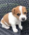 Puppies for sale Ireland, Naas Jack Russell Terrier