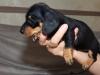 Puppies for sale Belgium, Bruges Dachshund