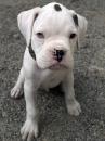 Puppies for sale Germany, Berlin Boxer