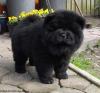Puppies for sale Spain, Valencia Chow Chow