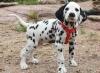 Puppies for sale Denmark, Kopenagen Dalmatian