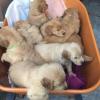 Puppies for sale Belgium, Bruges Golden Retriever