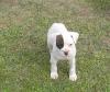 Puppies for sale France, Lion Boxer