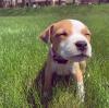 Puppies for sale Estonia, Tallinn American Pit-Bull Terrier