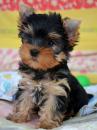Puppies for sale Spain, Lerida Yorkshire Terrier