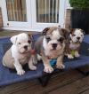 Puppies for sale France, Metz English Bulldog