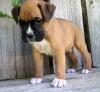 Puppies for sale Germany, Munich Boxer