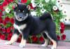 Puppies for sale Cyprus, Larnaca Other breed, shiba inu