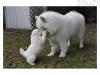 Puppies for sale Netherlands, Dordrecht Samoyed dog (Samoyed)