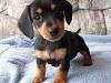 Puppies for sale Cyprus, Paphos Dachshund