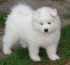 Puppies for sale Greece, Patra Samoyed dog (Samoyed)