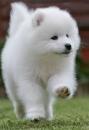 Puppies for sale France, Marseille Samoyed dog (Samoyed)