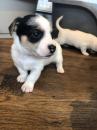 Puppies for sale Canada, Alberta Jack Russell Terrier