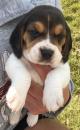 Puppies for sale Netherlands, Eindhoven Beagle