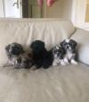 Puppies for sale Portugal, Portalegre Shih Tzu