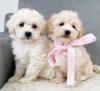 Puppies for sale Cyprus, Nicosia Mixed breed, Cavachon
