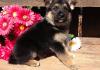 Puppies for sale Cyprus, Paphos German Shepherd Dog