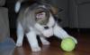 Puppies for sale Germany, Braunschweig Haski