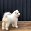 Puppies for sale Germany, Hannover Samoyed dog (Samoyed)