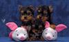 Puppies for sale Cyprus, Nicosia Yorkshire Terrier