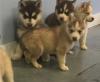 Puppies for sale Belgium, Antwerp , Siberian Husky