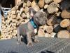 Puppies for sale Germany, Stuttgart French Bulldog