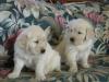 Puppies for sale Ireland, Cork Golden Retriever