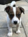 Puppies for sale Denmark, Kopenagen Jack Russell Terrier