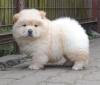 Puppies for sale Cyprus, Limassol Chow Chow