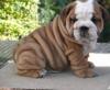 Puppies for sale Germany, Cottbus English Bulldog