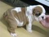 Puppies for sale Netherlands, English Bulldog