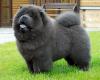 Puppies for sale Netherlands, Oldebroek Chow Chow