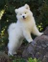 Puppies for sale Greece, Athens Samoyed dog (Samoyed)