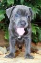 Puppies for sale Germany, Gera Staffordshire Bull Terrier