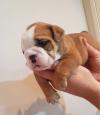 Puppies for sale Finland, Kuopio English Bulldog