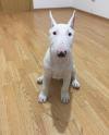 Puppies for sale Romania, Bucharest Bull Terrier
