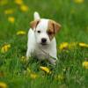 Puppies for sale Germany, Hannover Jack Russell Terrier