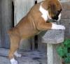 Puppies for sale Cyprus, Limassol Boxer