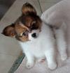Puppies for sale Cyprus, Nicosia West Highland White Terrier