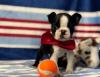 Puppies for sale Ireland, Cork Boston Terrier