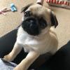 Puppies for sale Spain, Santander Pug