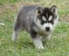 Puppies for sale Cyprus, Larnaca Haski