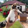 Puppies for sale Ireland, Tralee Jack Russell Terrier