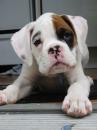 Puppies for sale Netherlands, Hemstede Boxer
