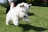 Puppies for sale Germany, Baden-Baden West Highland White Terrier