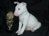 Puppies for sale Belgium, Brussels Bull Terrier